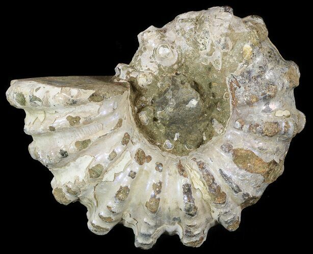 Bumpy Douvilleiceras Ammonite - Madagascar #53319